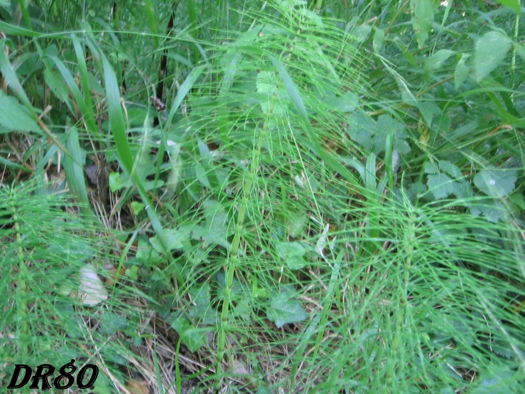 Equisetum cfr. arvense